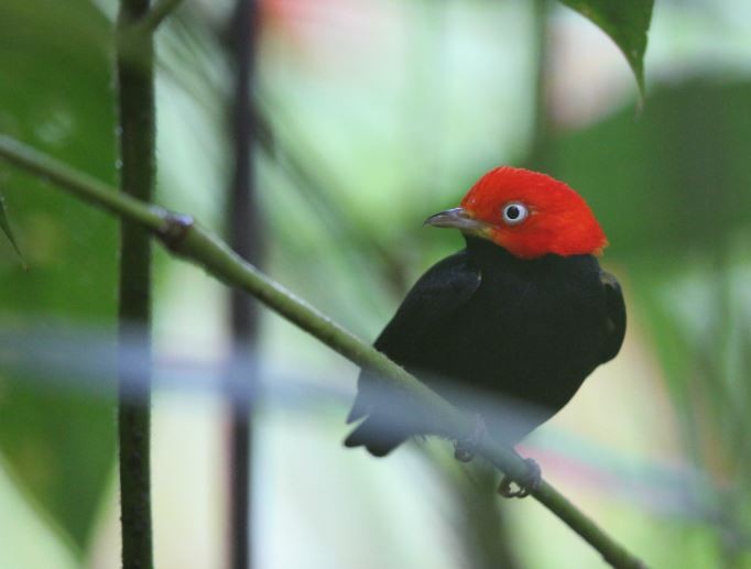 Red-capped Manakin - ML620752394