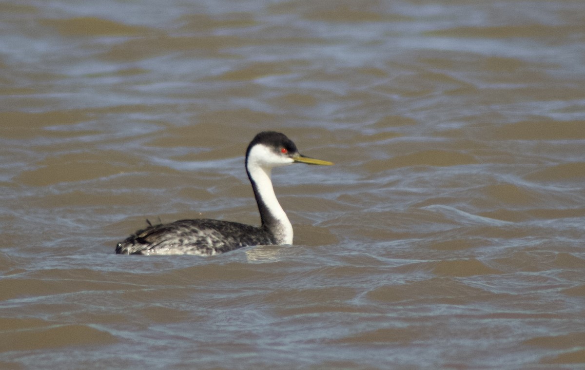 Western Grebe - ML620752399