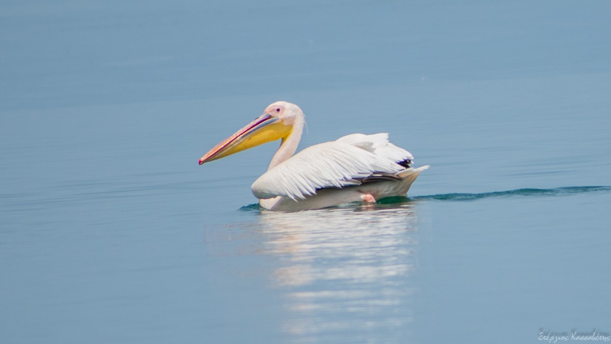 pelikán bílý - ML620752415