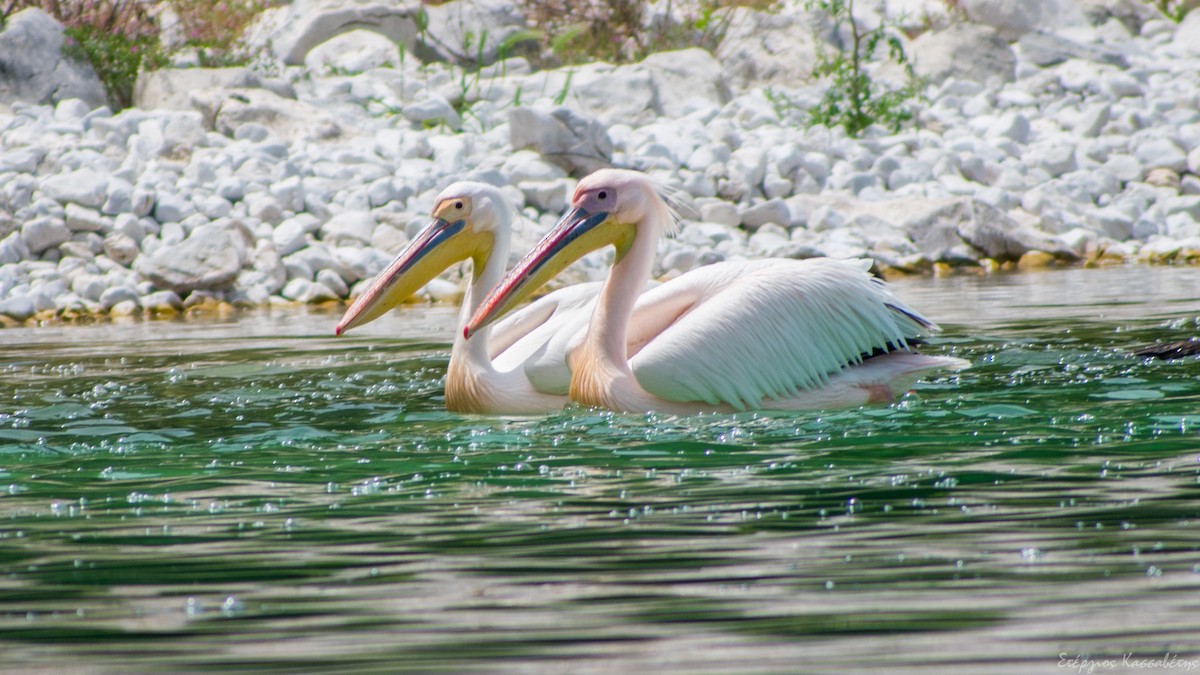 pelikán bílý - ML620752416