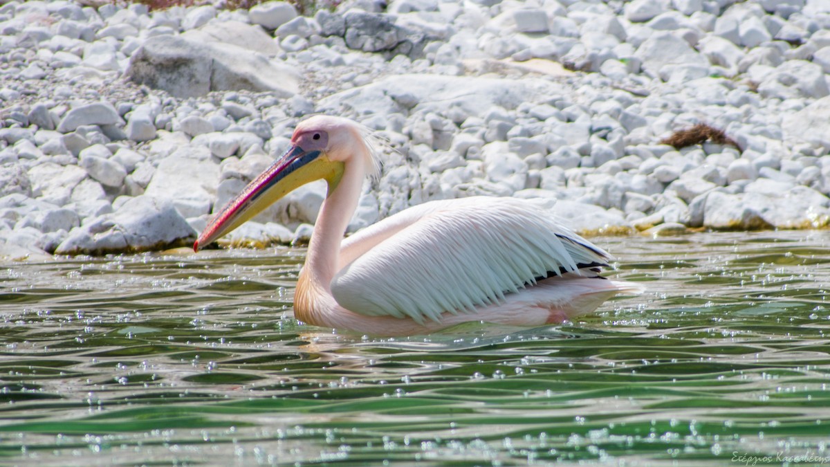 Great White Pelican - ML620752418