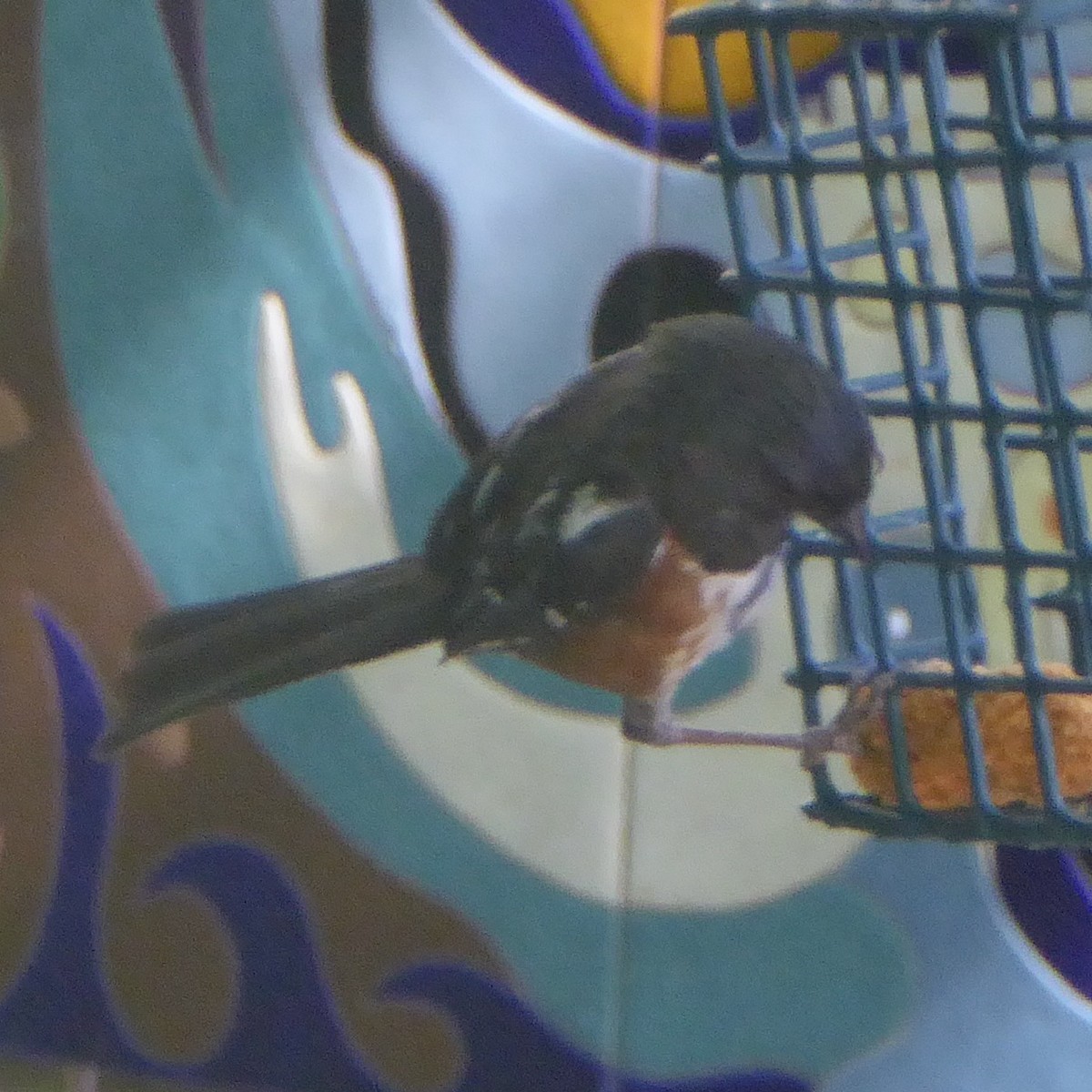 Spotted Towhee - ML620752419