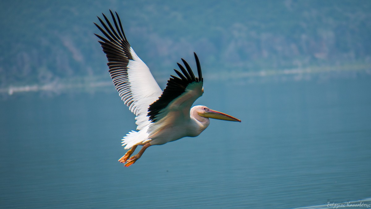 pelikán bílý - ML620752422