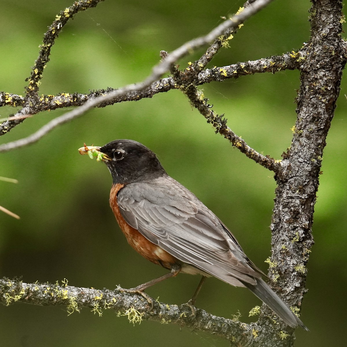 American Robin - ML620752439