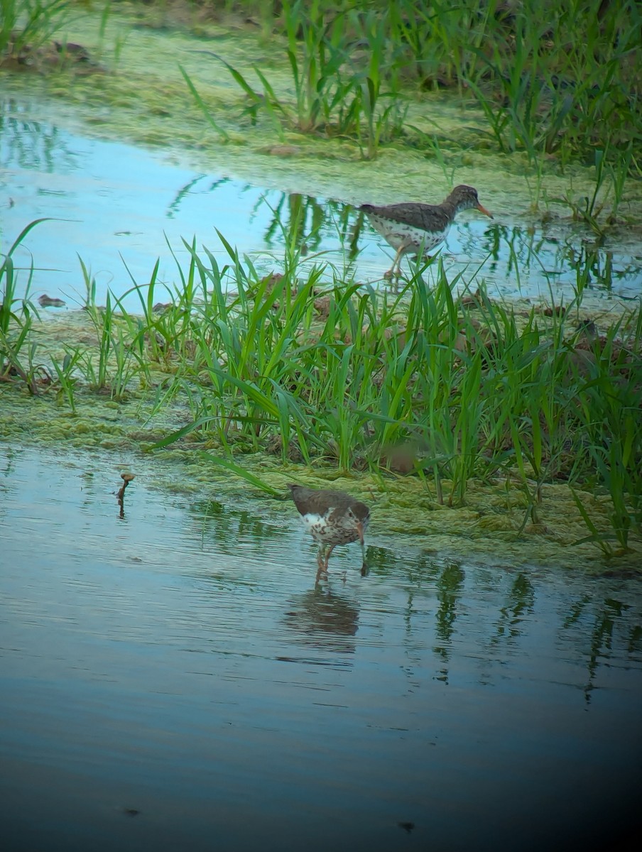 Spotted Sandpiper - ML620752440