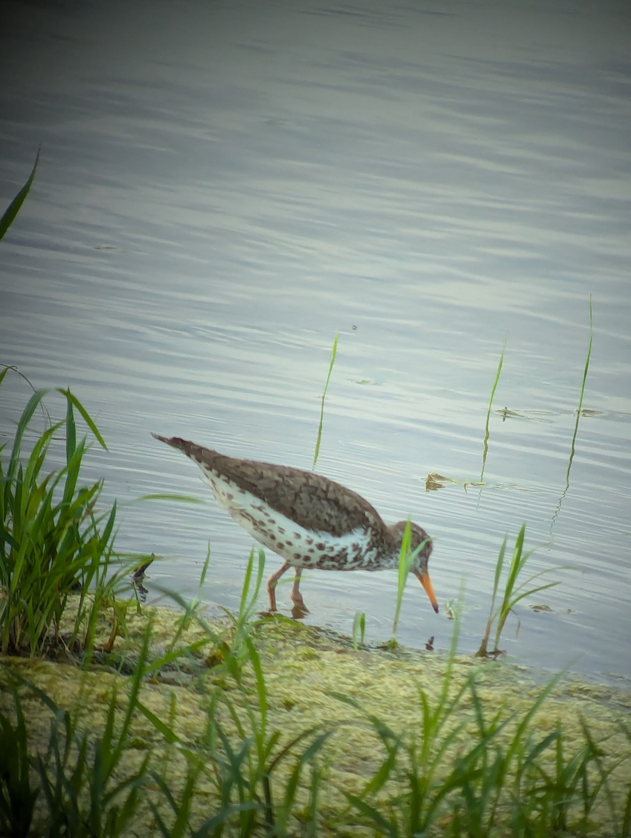 Spotted Sandpiper - Steve Valasek