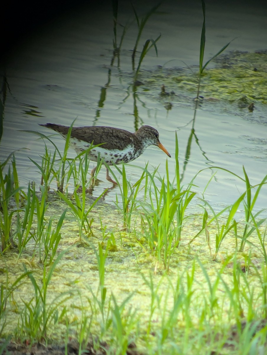 Spotted Sandpiper - ML620752443