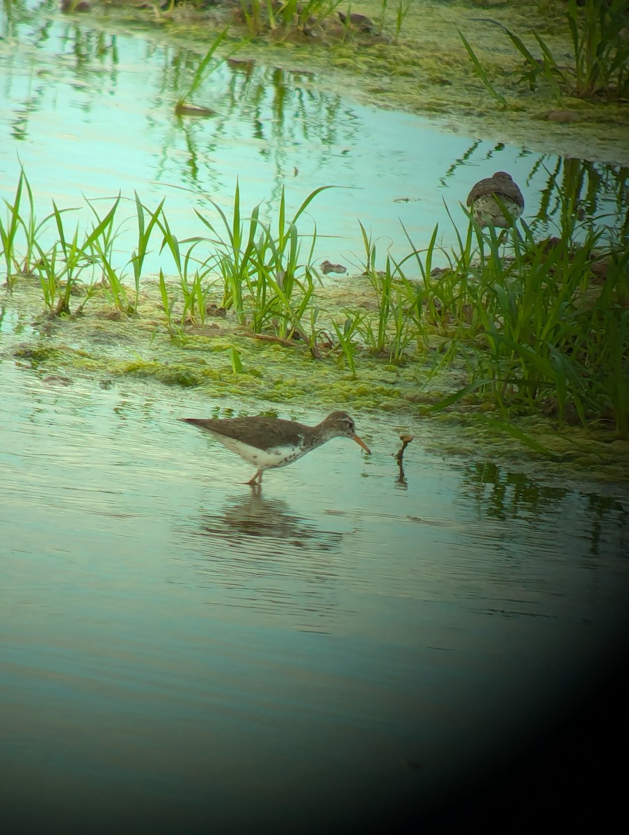 Spotted Sandpiper - Steve Valasek