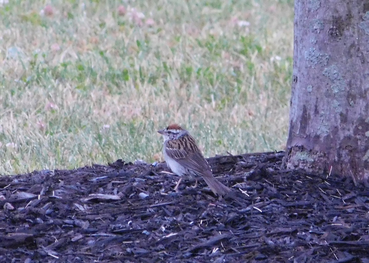 Chipping Sparrow - ML620752446