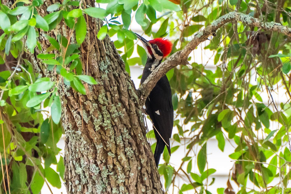 Pileated Woodpecker - ML620752453