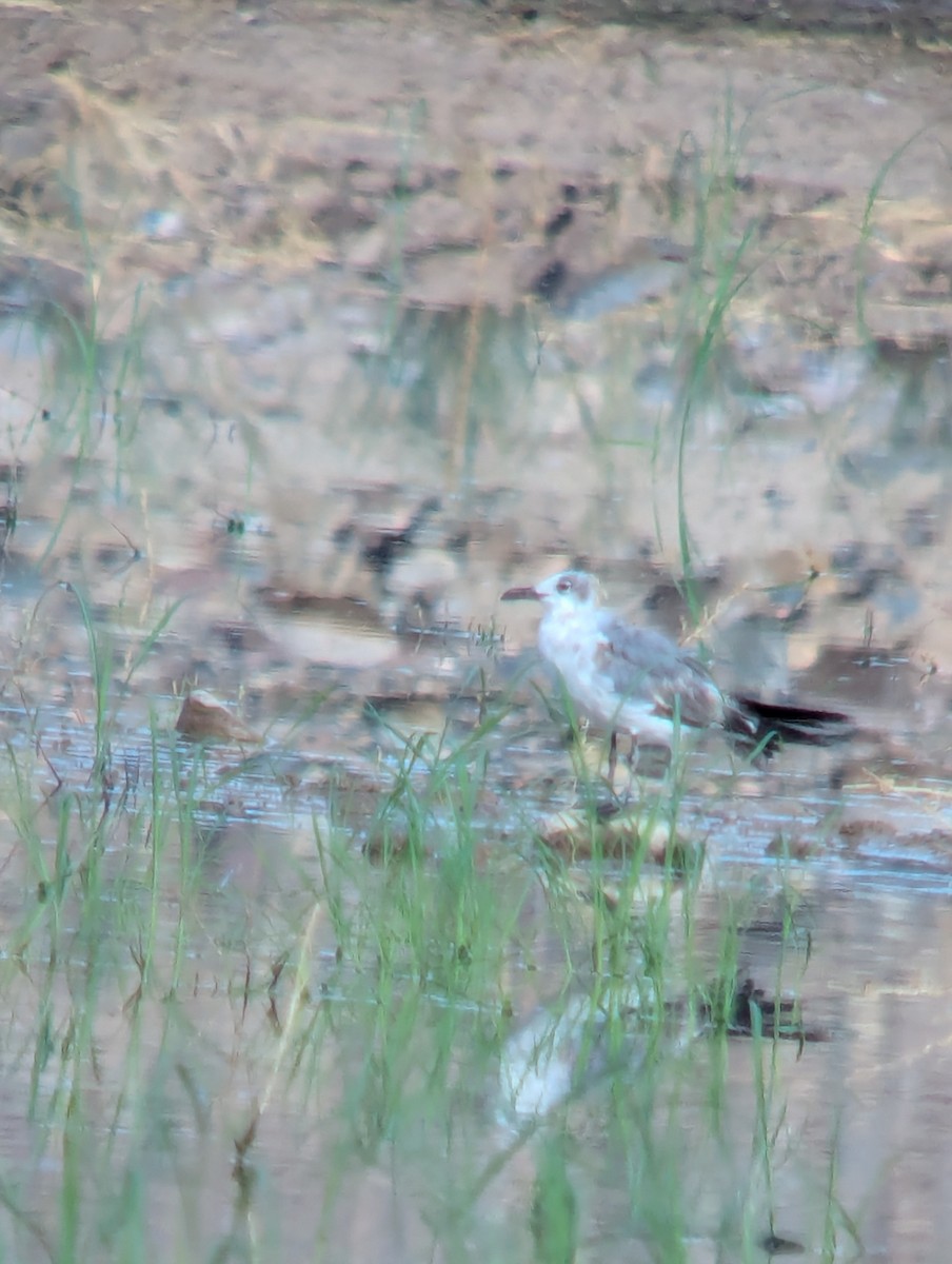 Laughing Gull - ML620752457