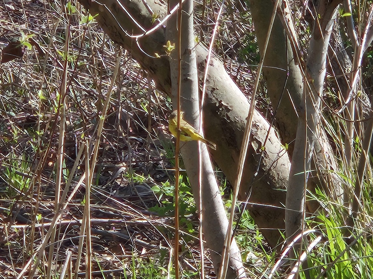 Paruline à couronne rousse - ML620752458