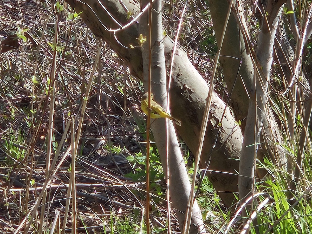 Palm Warbler - ML620752458