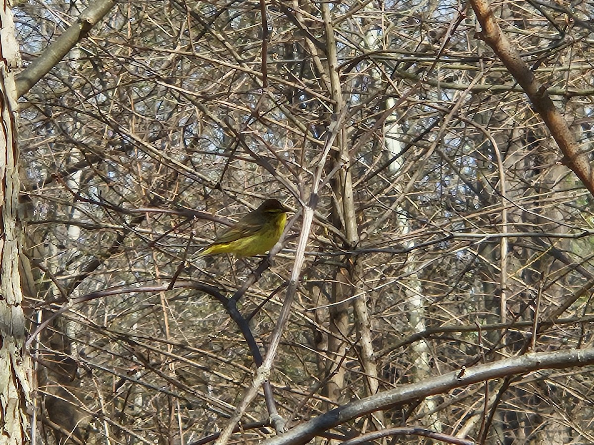 Paruline à couronne rousse - ML620752459