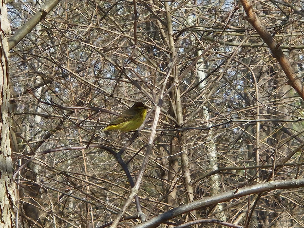 Palm Warbler - ML620752459