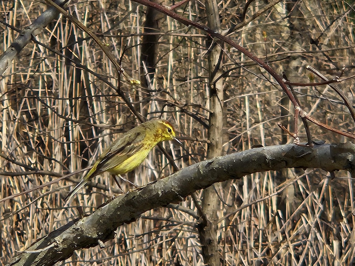 Paruline à couronne rousse - ML620752460