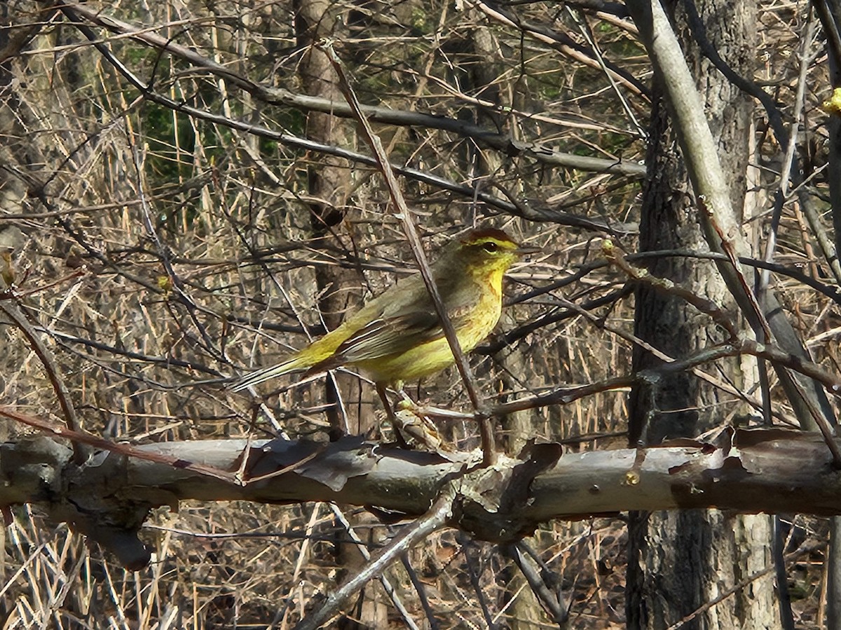 Palm Warbler - ML620752461