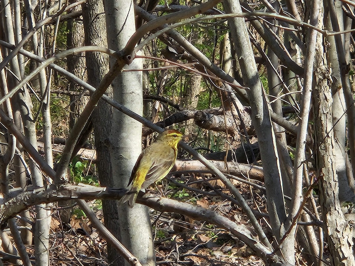 Palm Warbler - ML620752462