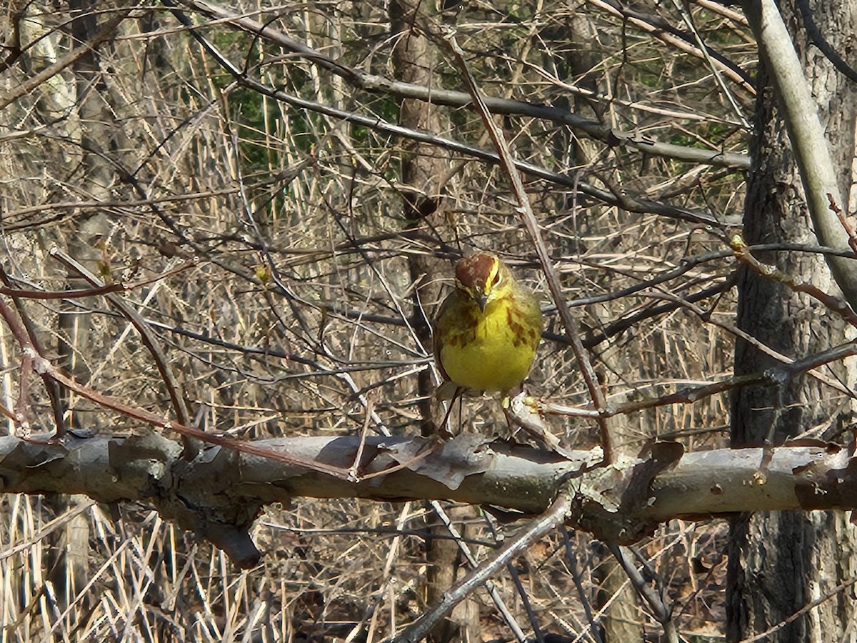 Paruline à couronne rousse - ML620752463