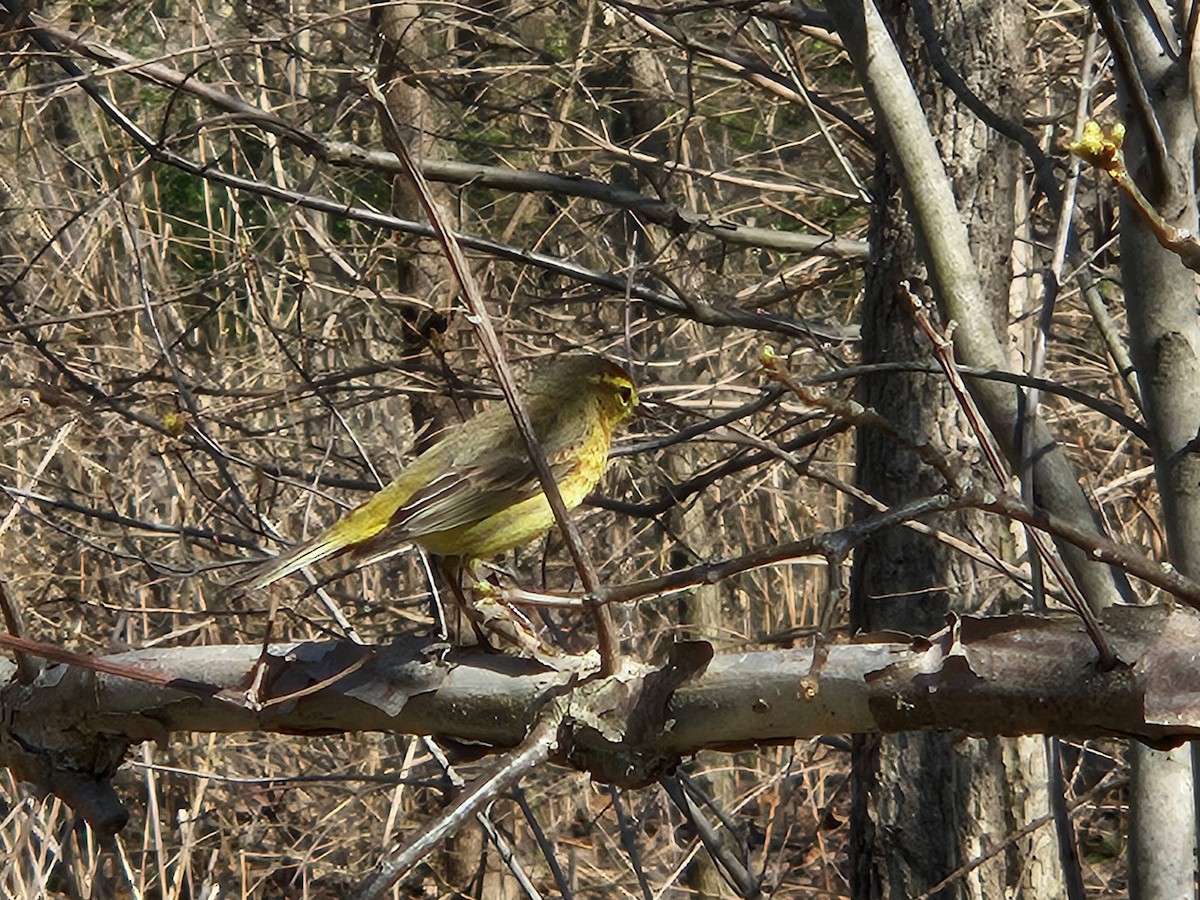 Paruline à couronne rousse - ML620752464