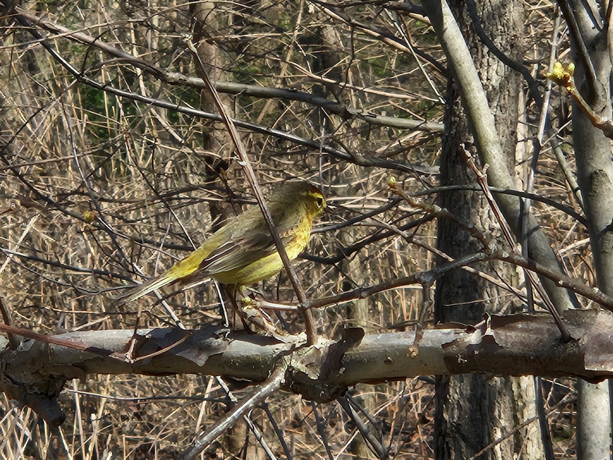 Palm Warbler - ML620752464