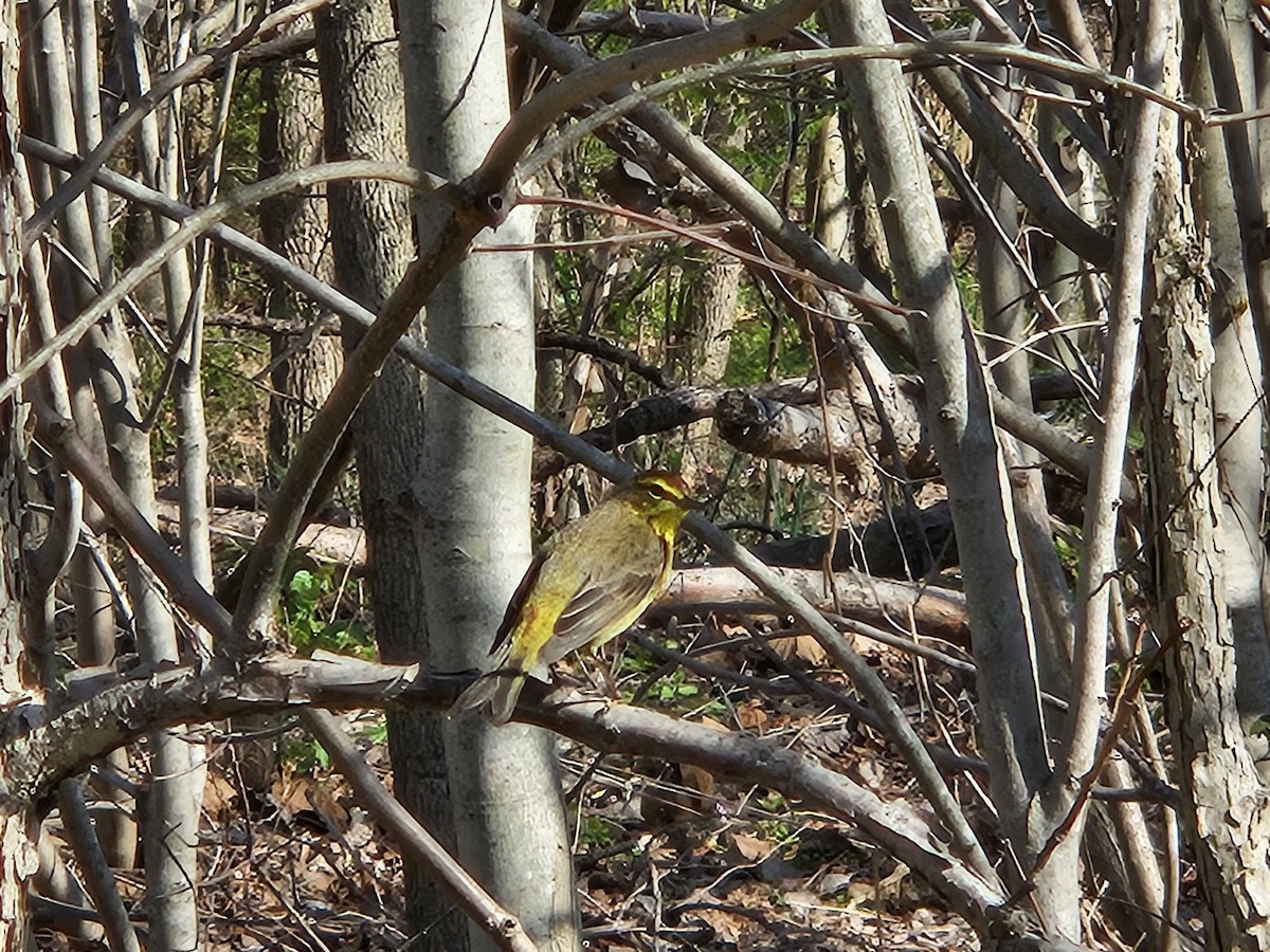 Palm Warbler - ML620752465