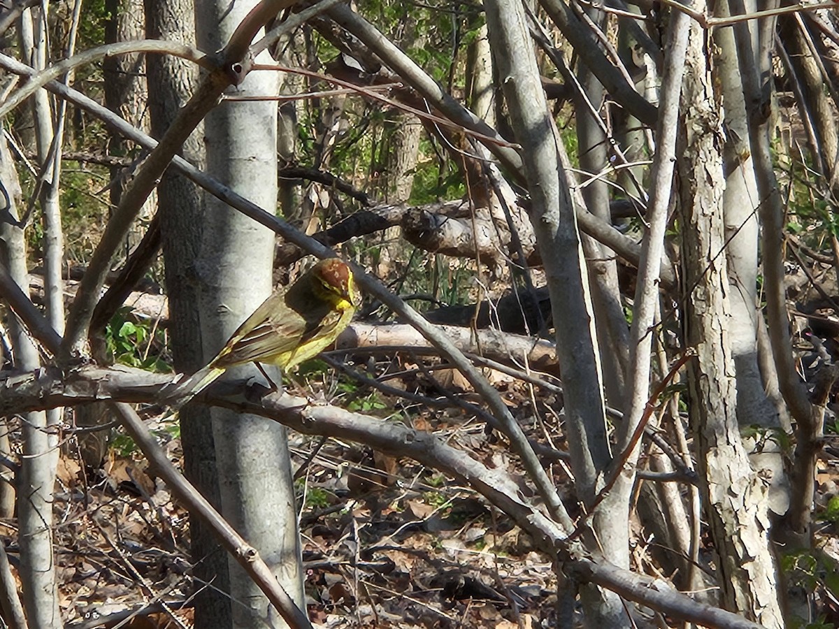 Palm Warbler - ML620752467