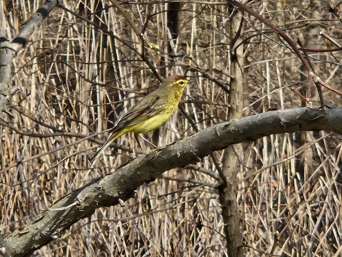 Palm Warbler - ML620752468