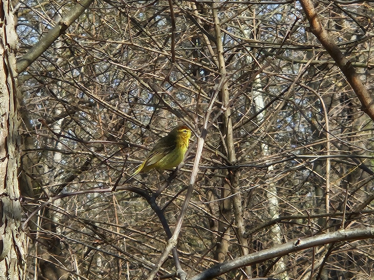 Paruline à couronne rousse - ML620752469