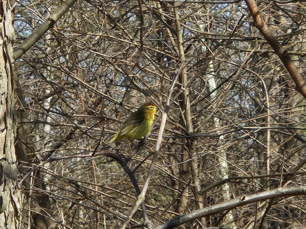 Palm Warbler - ML620752469