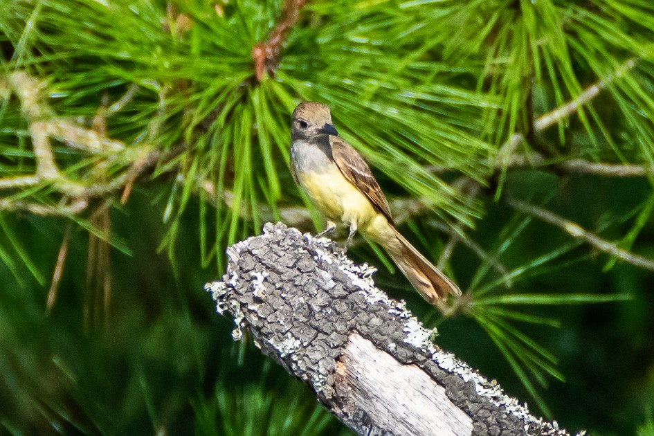 Great Crested Flycatcher - ML620752473