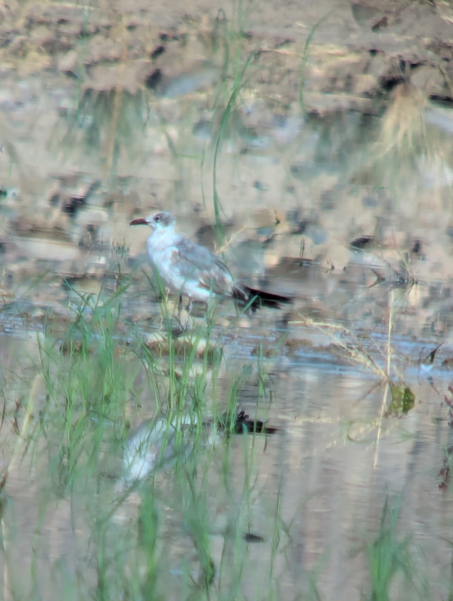 Laughing Gull - ML620752477