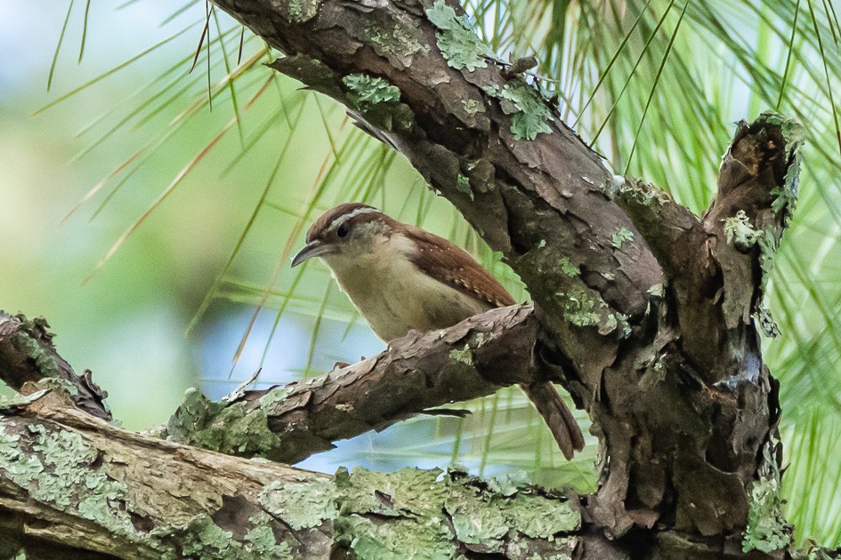 Carolina Wren - ML620752490