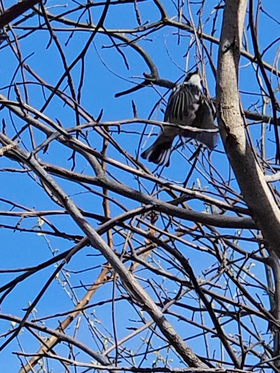 Yellow-rumped Warbler - Matt Chilton