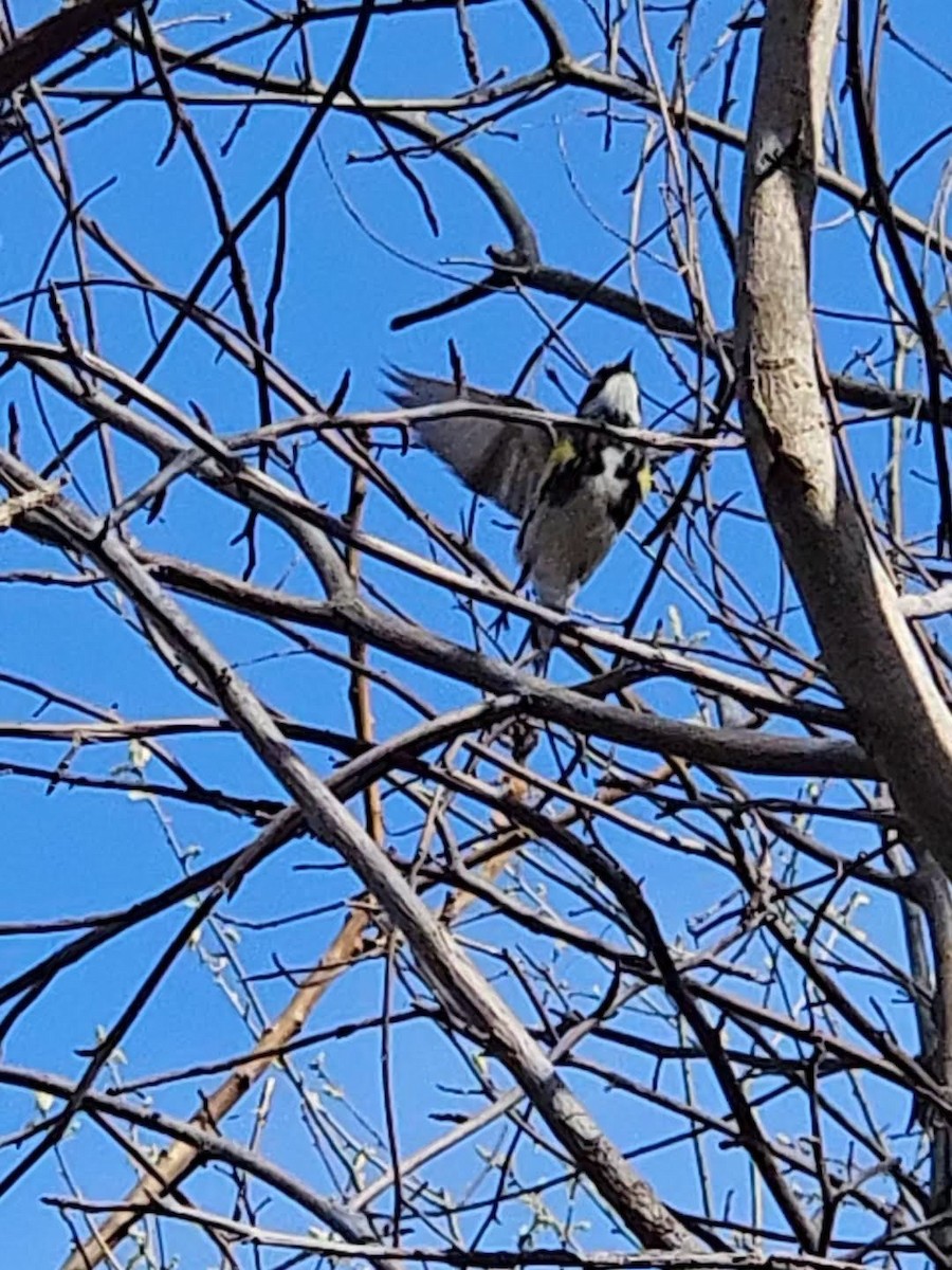 Yellow-rumped Warbler - ML620752497