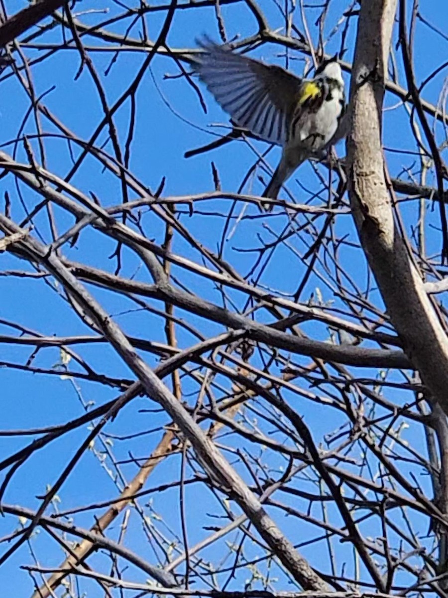 Yellow-rumped Warbler - ML620752498