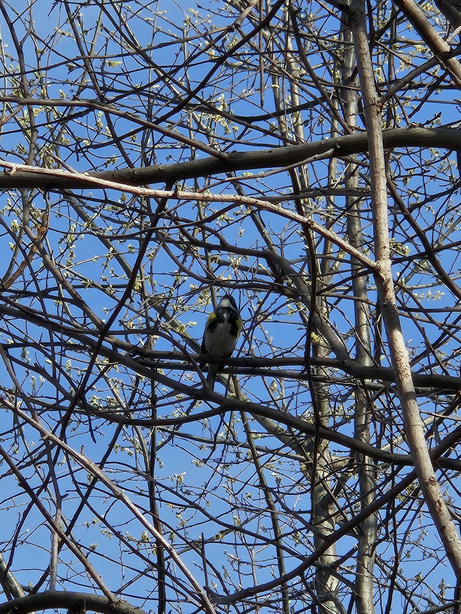 Yellow-rumped Warbler - ML620752499