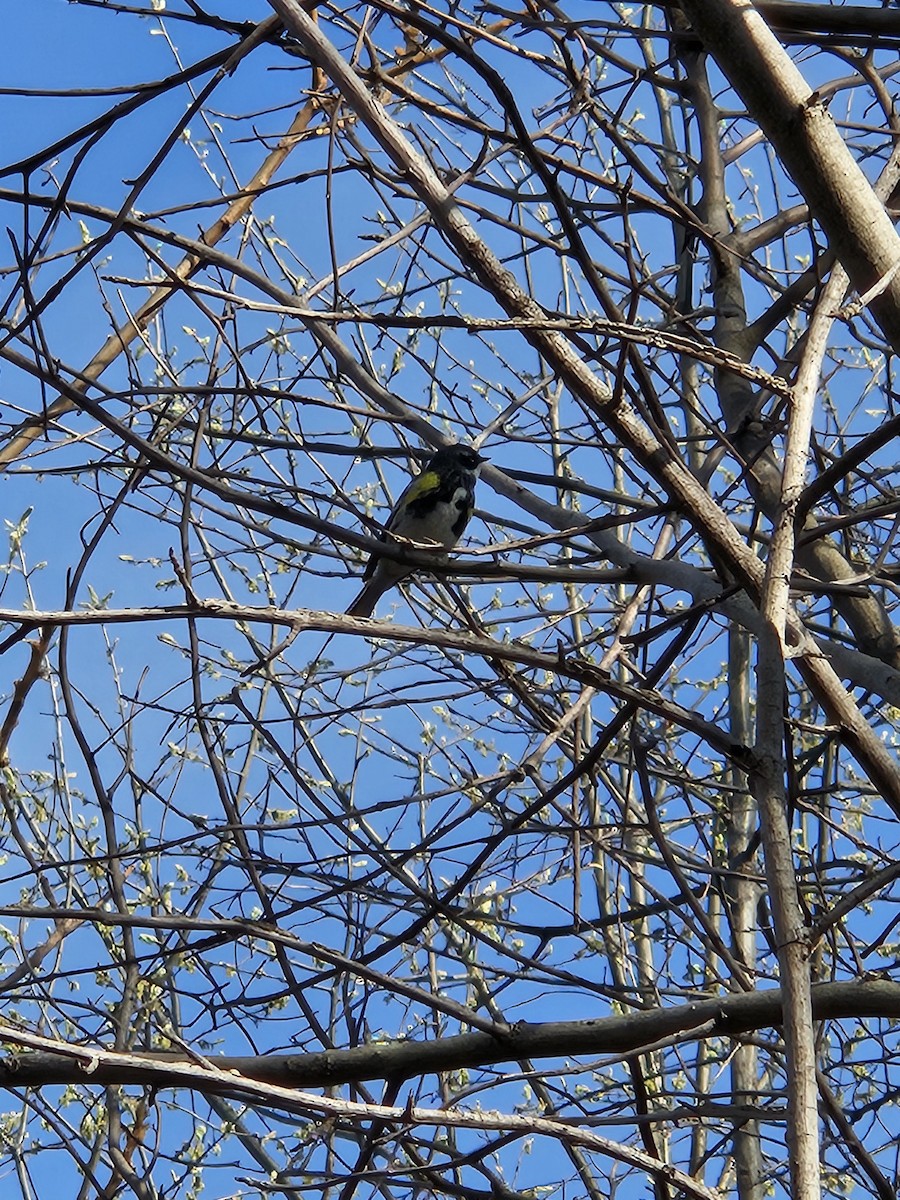 Yellow-rumped Warbler - ML620752500