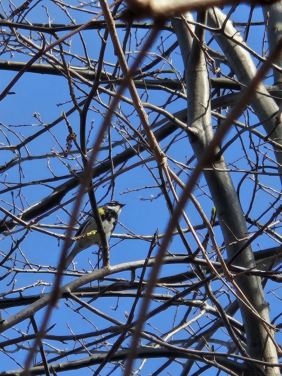 Paruline à croupion jaune - ML620752501