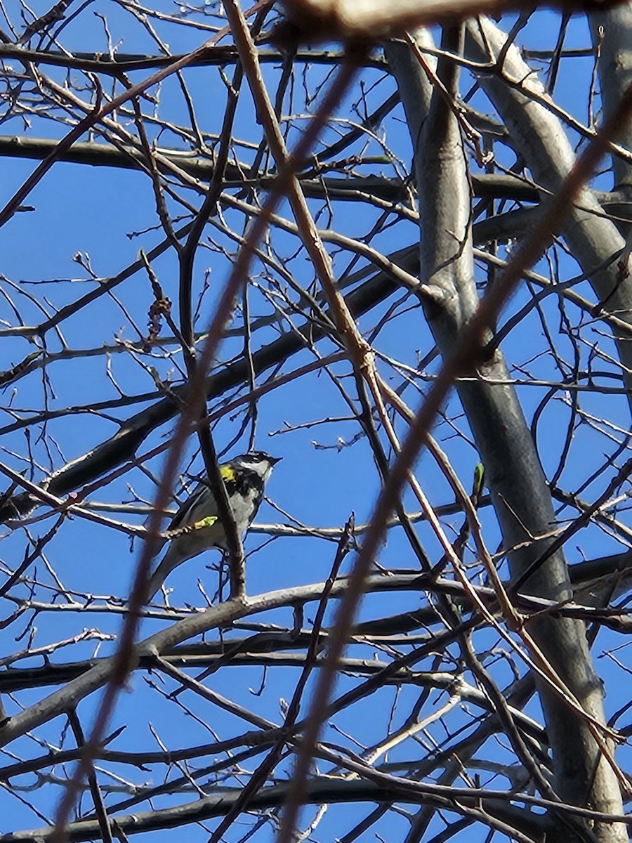 Yellow-rumped Warbler - ML620752501