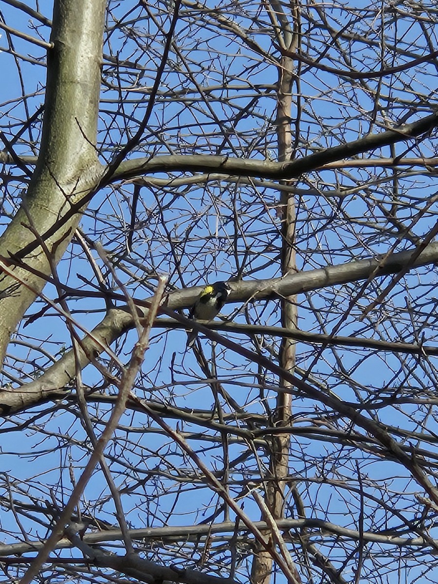 Paruline à croupion jaune - ML620752502