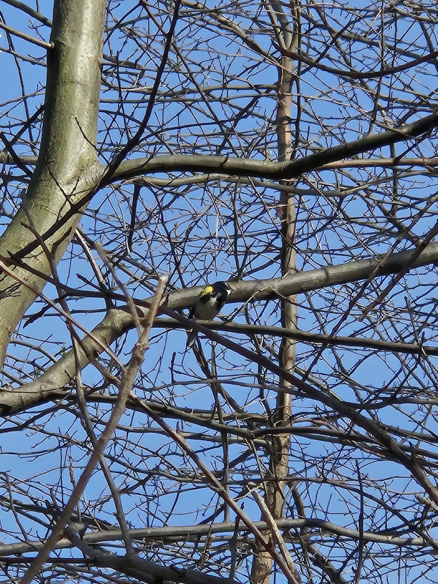 Yellow-rumped Warbler - ML620752502