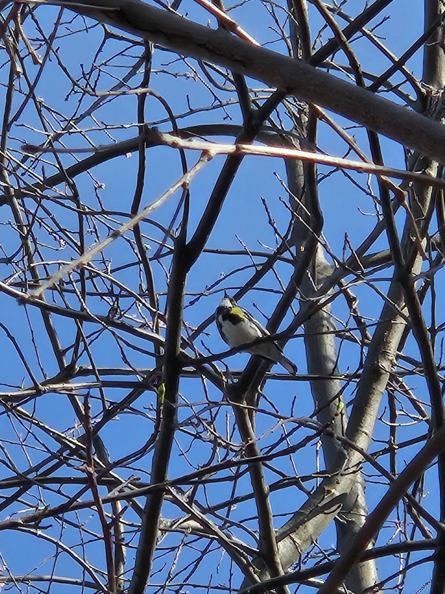 Yellow-rumped Warbler - Matt Chilton