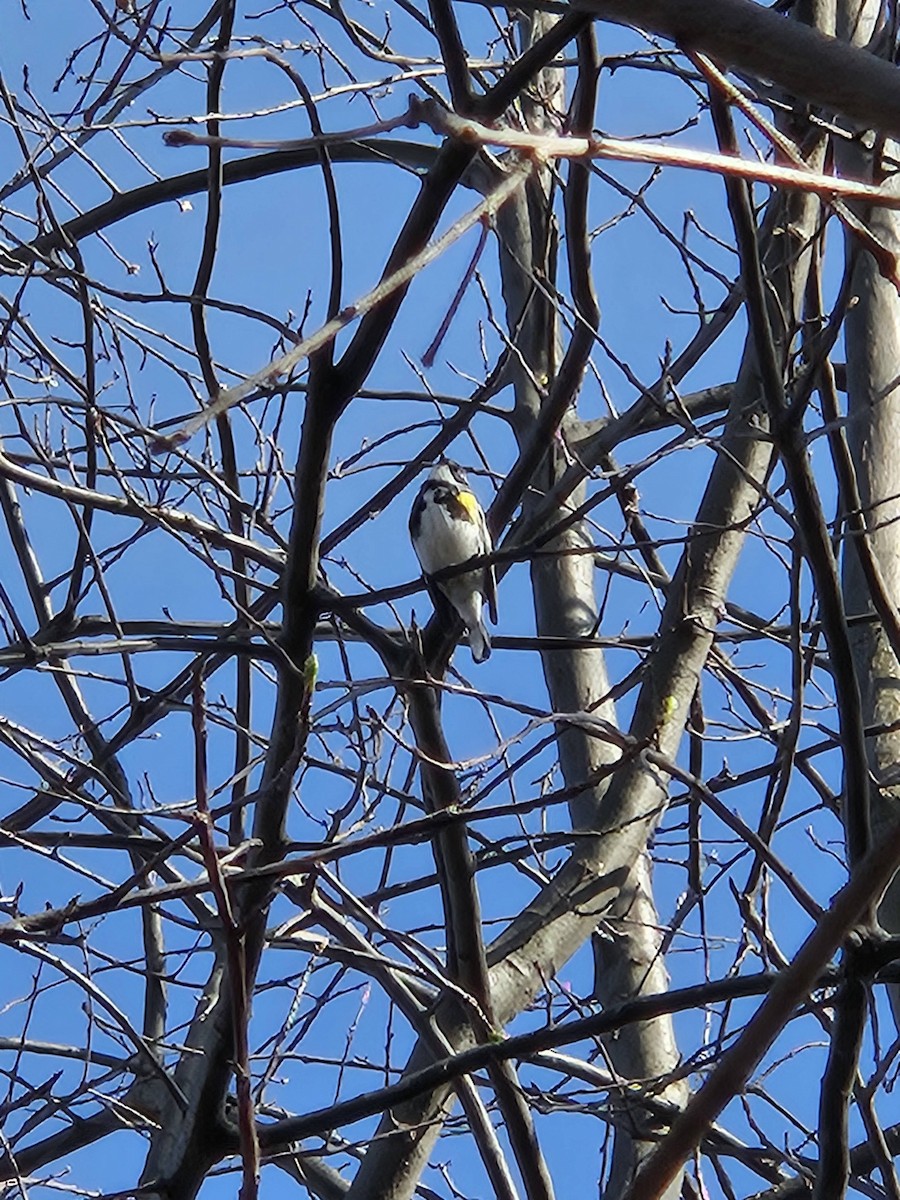 Yellow-rumped Warbler - ML620752505