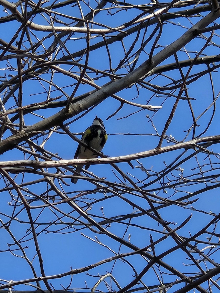 Yellow-rumped Warbler - ML620752506