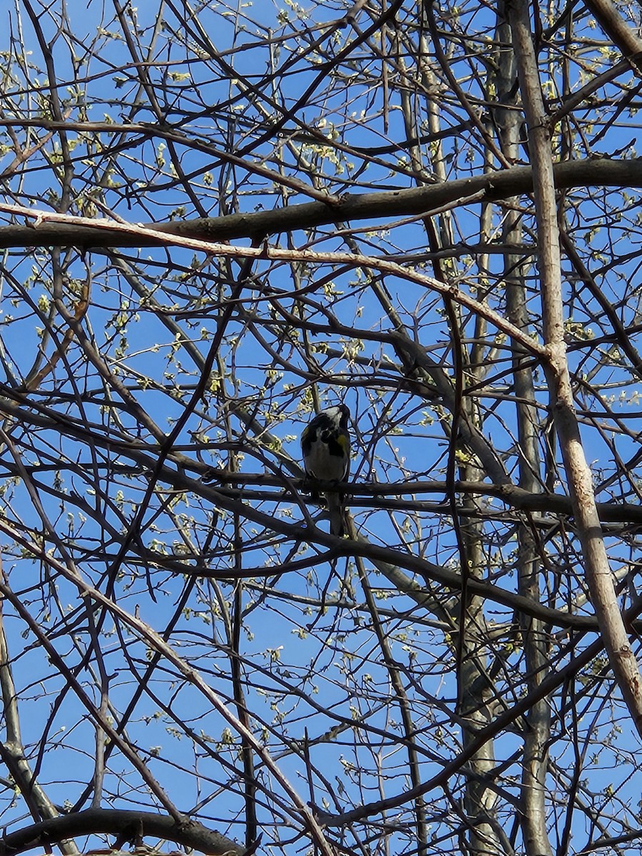 Yellow-rumped Warbler - ML620752507