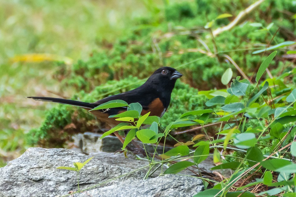 Eastern Towhee - ML620752525