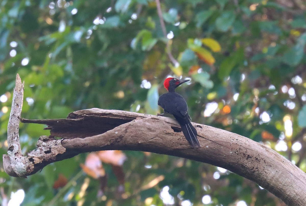 Andaman Woodpecker - ML620752527