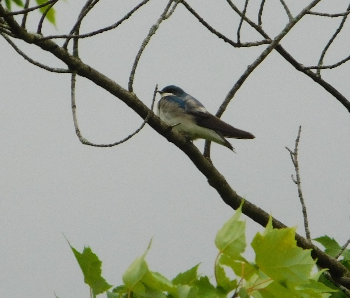 Tree Swallow - ML620752531