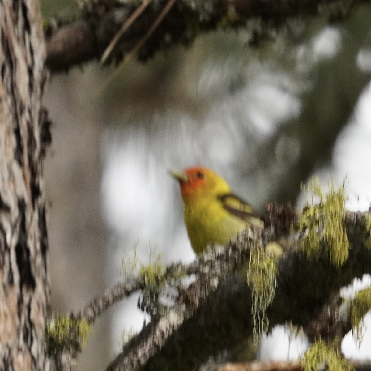 Western Tanager - ML620752537